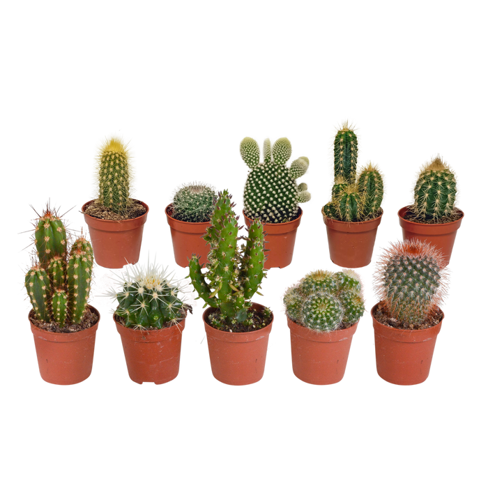 Cactus mix 5.5 cm - 10x - zonder pot