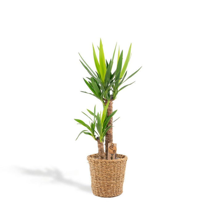 Yucca met man - 100cm - Ø21cm