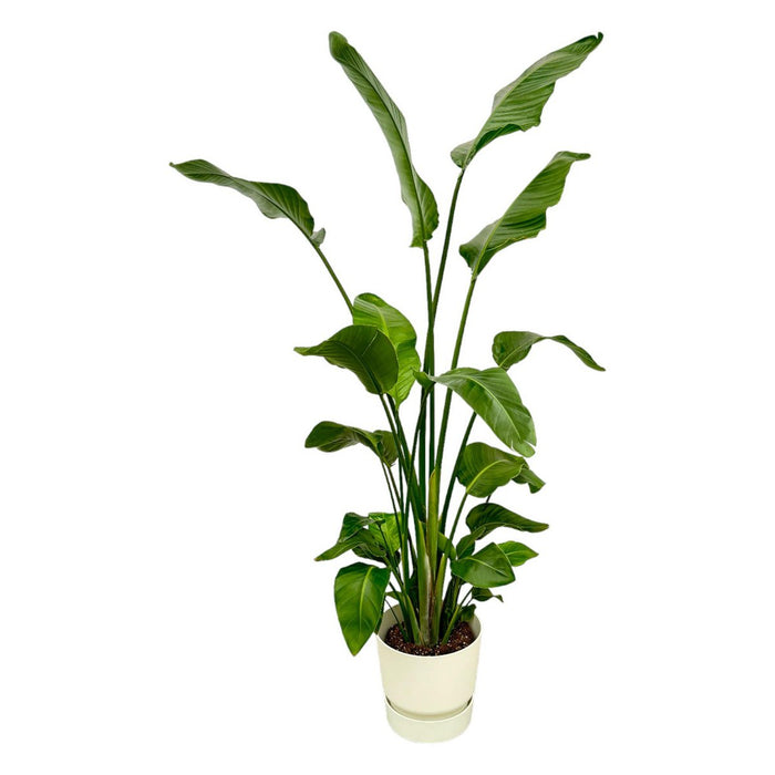 Strelitzia Nicolai inclusief elho Greenville Rond wit - 180 cm - Ø30