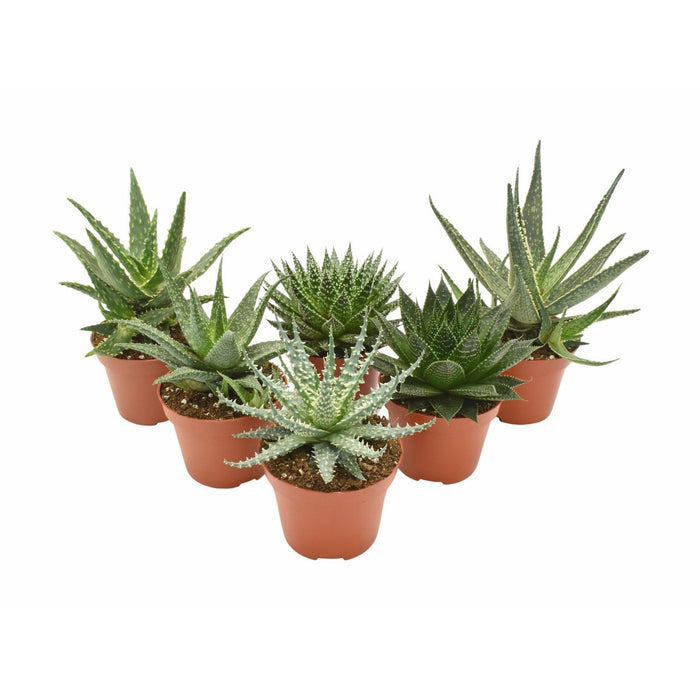 Aloe Mix - 6 stuks - Ø10,5cm - 14cm