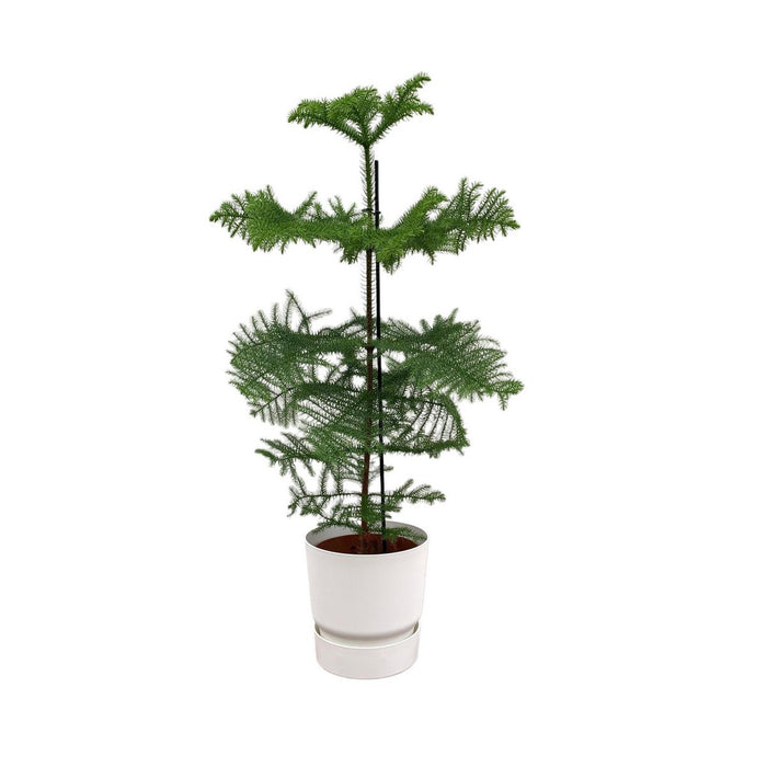 Combi deal - Araucaria (kamerden) inclusief elho Greenville Round wit Ø25 - 100 cm