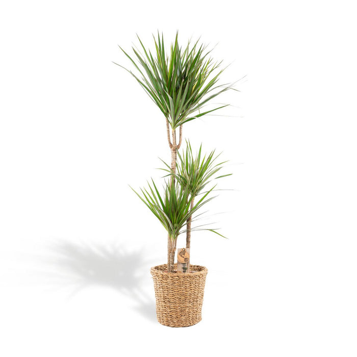 Dracaena met man - 120cm - Ø21cm