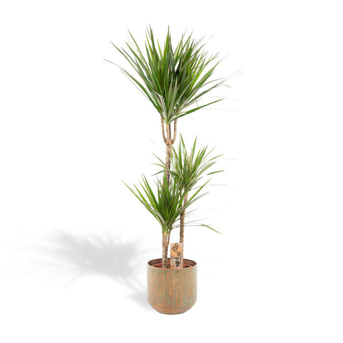 Dracaena met pot - 120cm - Ø21cm