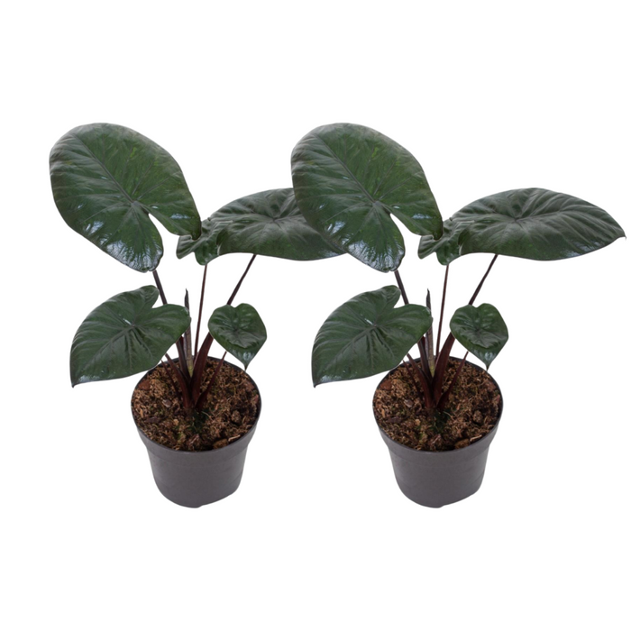 Alocasia Choclate Groen - 2 stuks - Ø12cm - 27cm