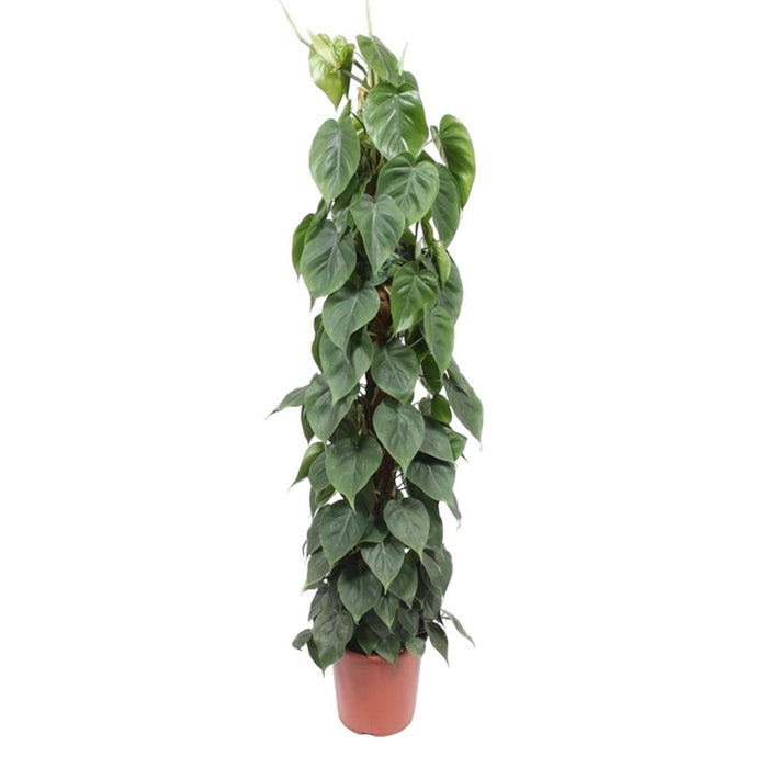 Philodendron Scandens moststok - 150 cm - ø27