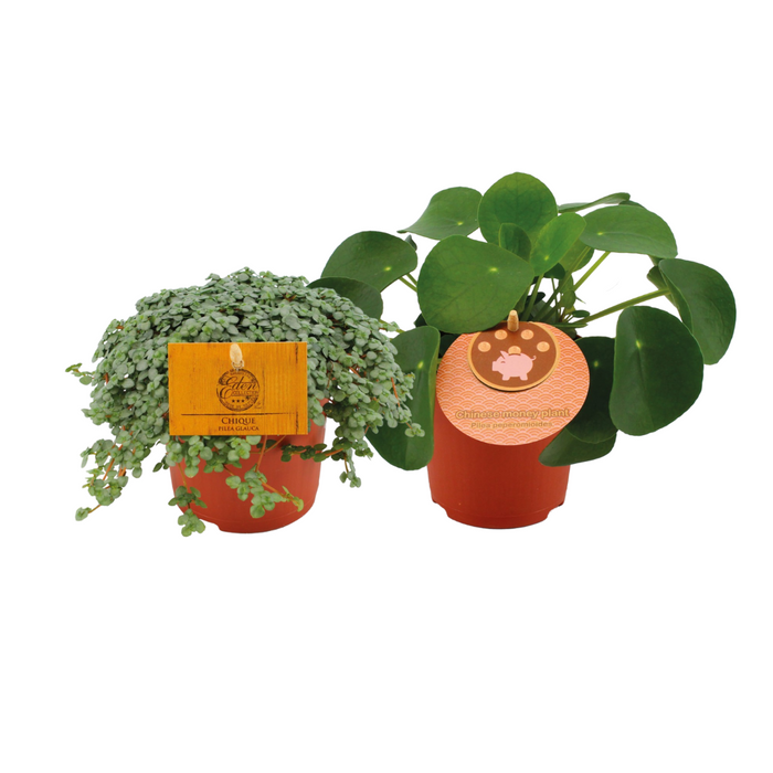 Pilea Duo 1.0 - 2 stuks - Ø10,5cm - 15cm