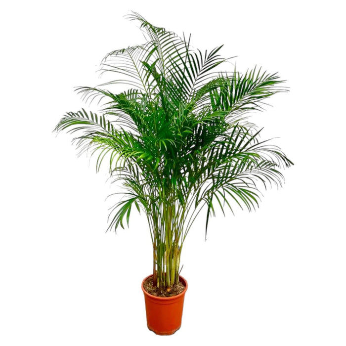 Dypsis Lutescens (Arecapalm) - 180 cm - ø24