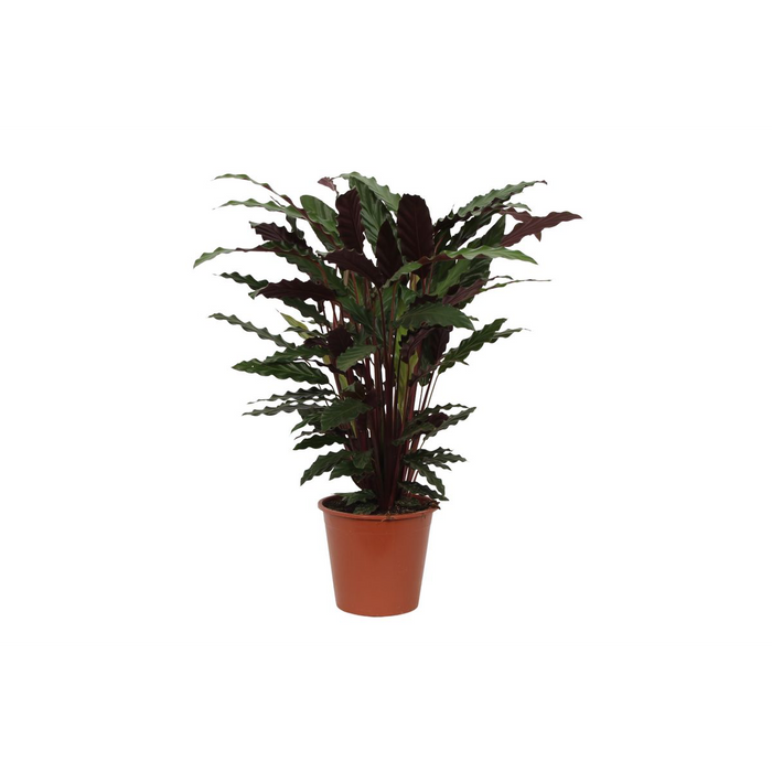 Calathea Wavestar - 80 cm - Ø19cm