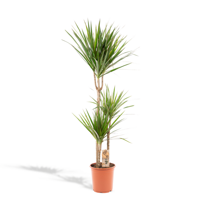 Dracaena Marginata - Ø21cm - 120cm