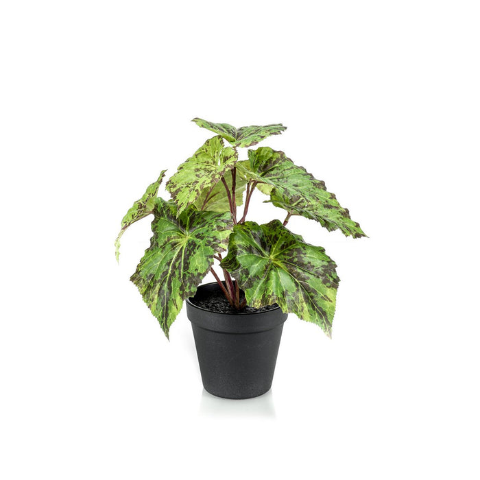 Kunstplant - Begonia Rex - Bladbegonia - 25 cm