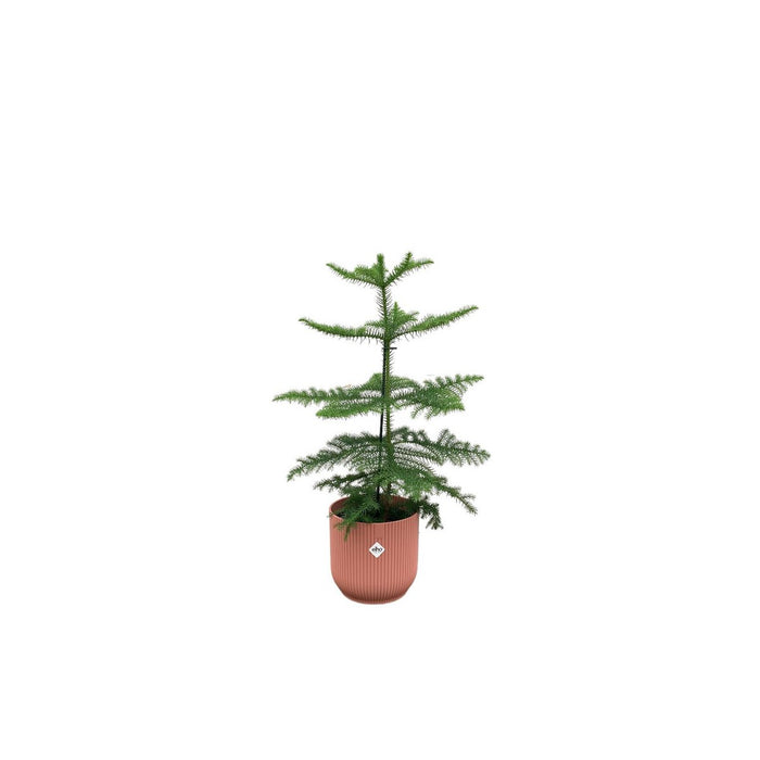 Combi deal - Araucaria (kamerden) inclusief elho Vibes Fold Round roze Ø18 - 60 cm