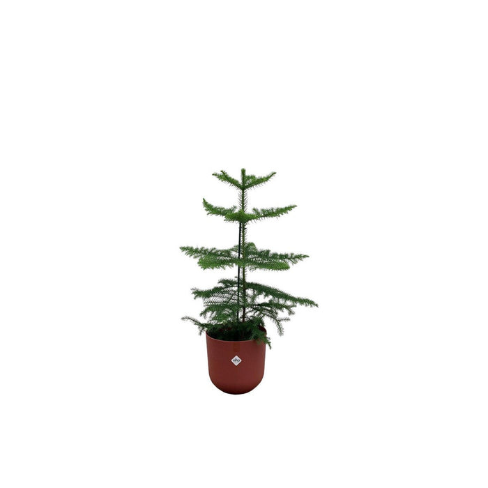 Combideal - Araucaria (kamerden) inclusief elho Jazz Round Tuscan Red Ø19 - 60 cm