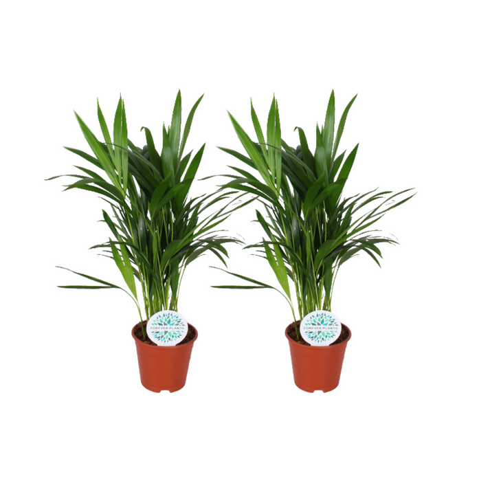 Areca Dypsis Lutescens - 2 stuks - Ø14cm - 50cm