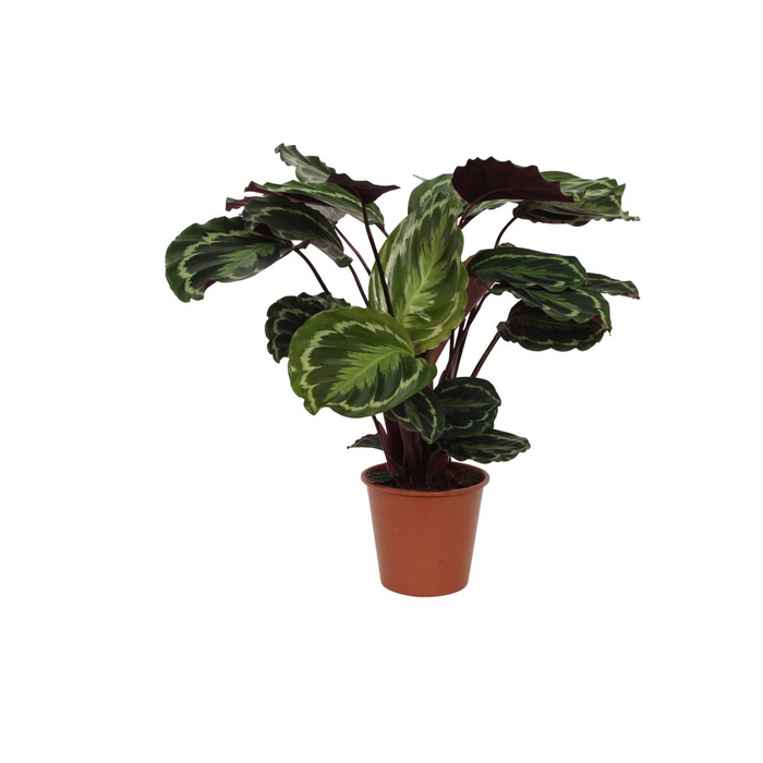 Calathea Medaillon - 80 cm - Ø19cm