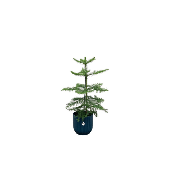 Combi deal - Araucaria (kamerden) inclusief elho Vibes Fold Round blauw Ø18 - 60 cm