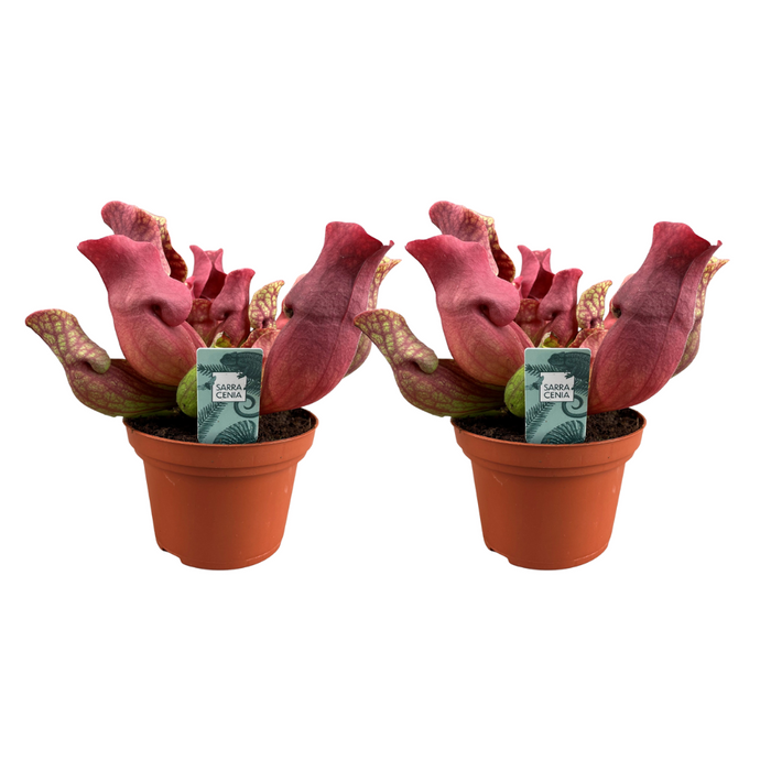 Sarracenia Maroon - 2 stuks - Ø12cm - 23cm