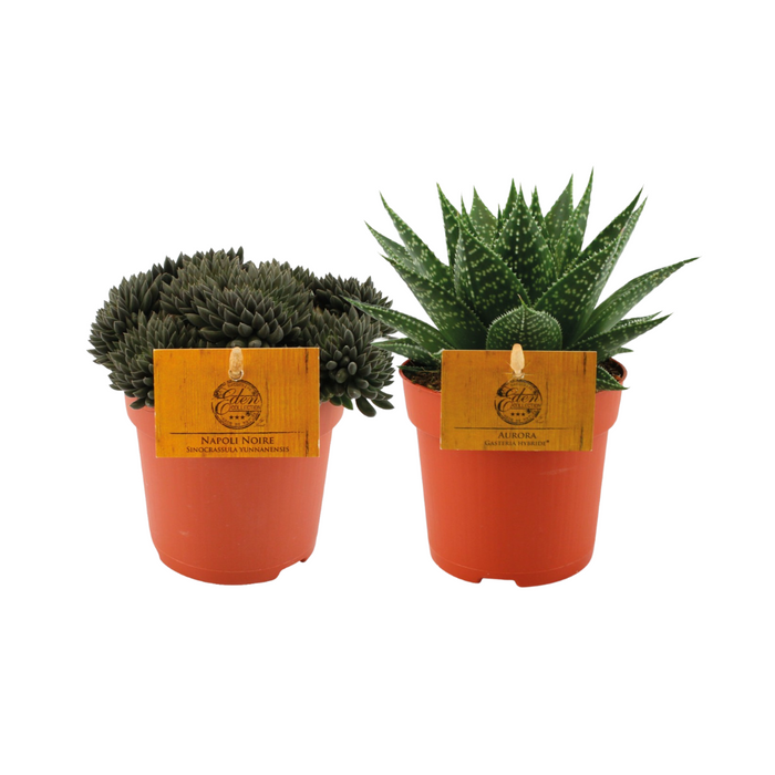 Vetplant Duo - 2 stuks - Ø10,5cm - 15cm