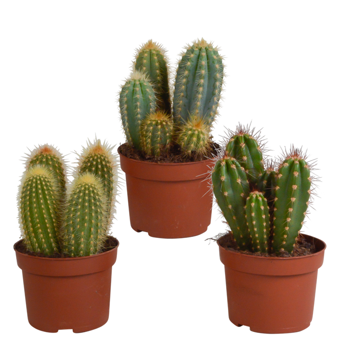 Cereus mix 10,5cm - 3x - zonder pot