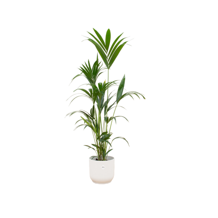 Combideal - Kentia palm inclusief elho Vibes Fold Round wit Ø30 - 160 cm