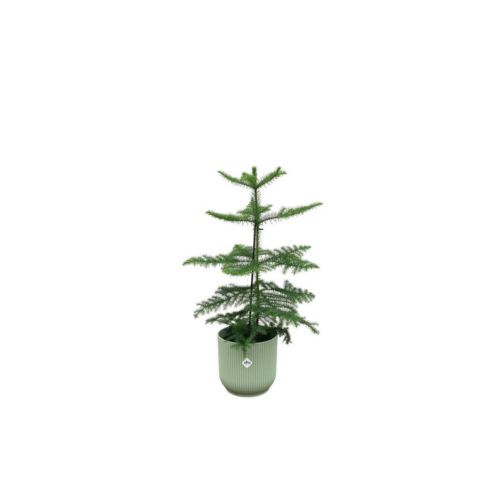 Combi deal - Araucaria (kamerden) inclusief elho Vibes Fold Round groen Ø18 - 60 cm