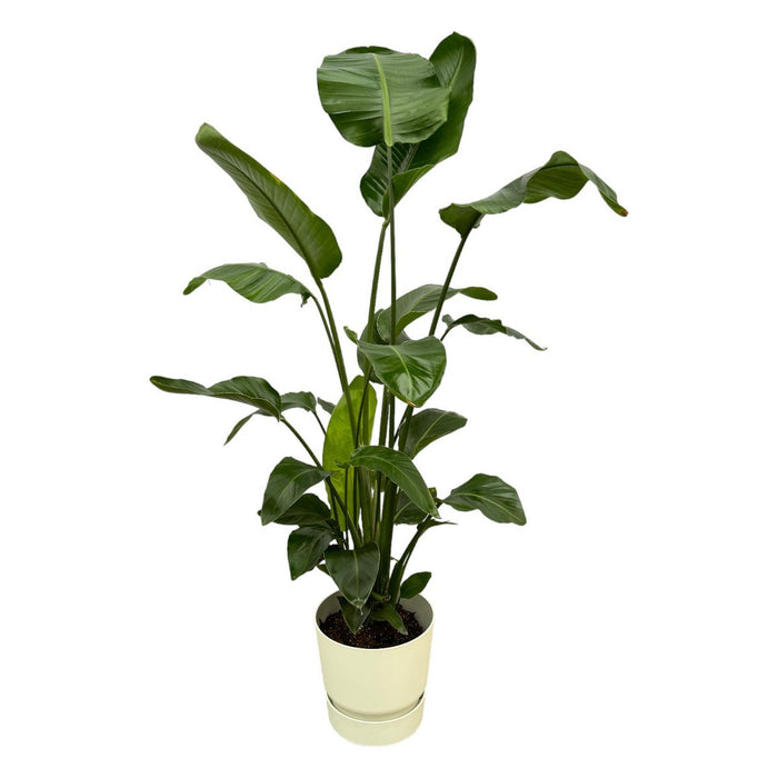 Strelitzia Nicolai inclusief elho Greenville Rond wit - 160cm - Ø30