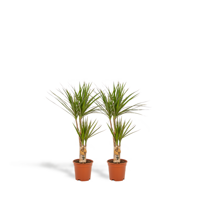 2x Dracaena - 90cm - Ø17cm