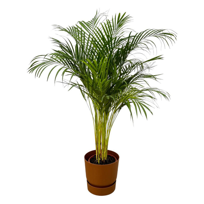 Areca palm - 130cm - Ø24cm inclusief elho Greenville Round bruin D30xH28