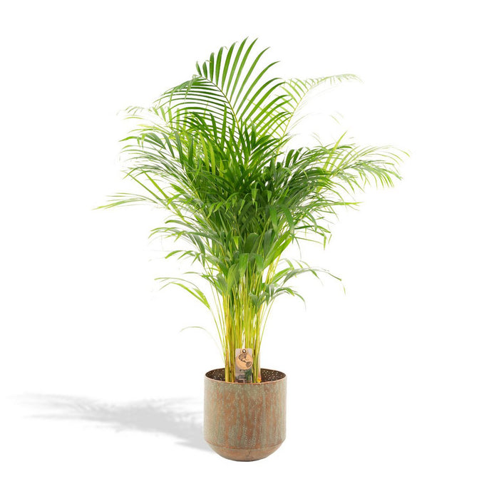 Areca palm met pot - 110cm - Ø21cm