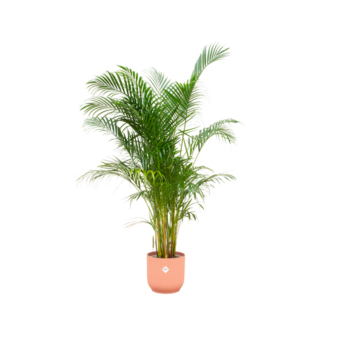 Combideal - Areca palm inclusief elho Vibes Fold Rond roze Ø30 - 160 cm