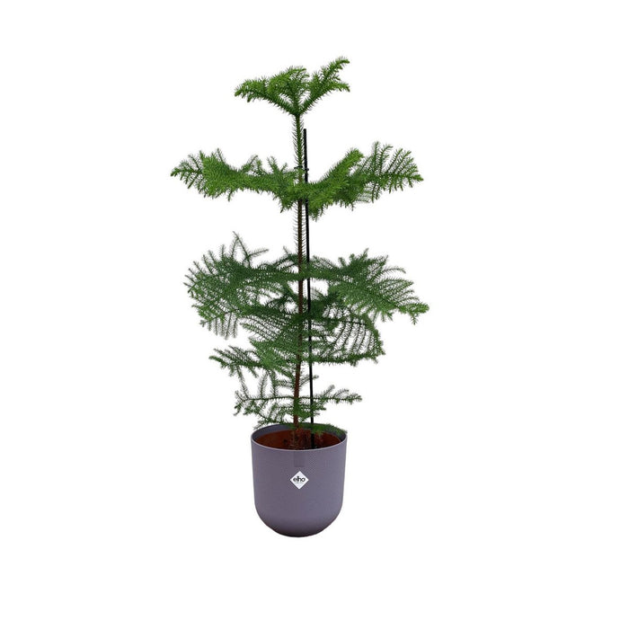 Combi deal - Araucaria (kamerden) inclusief elho Jazz Round Lavender Lilac Ø23 - 100 cm