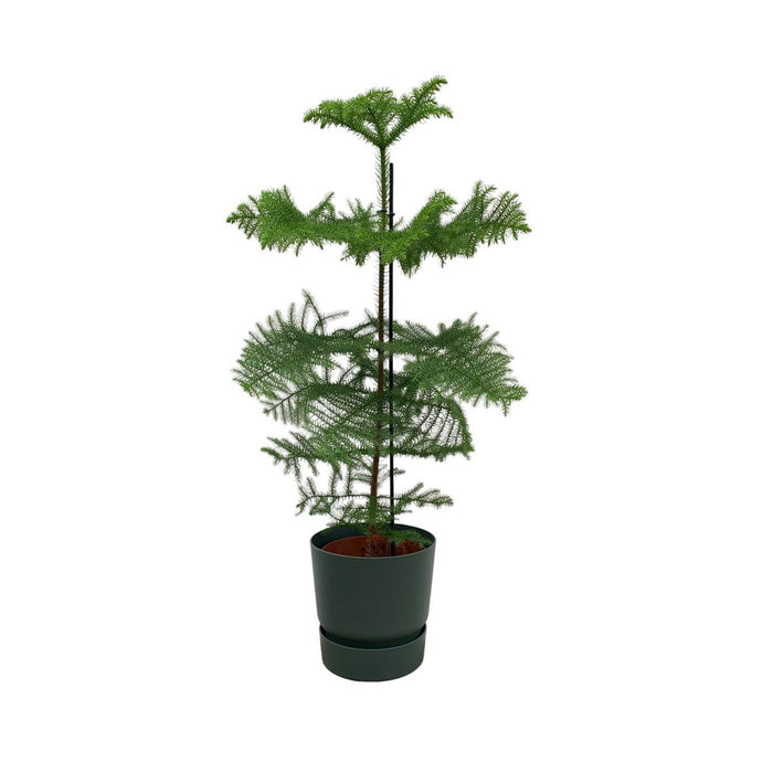 Combi deal - Araucaria (kamerden) inclusief elho Greenville Round groen Ø25 - 100 cm