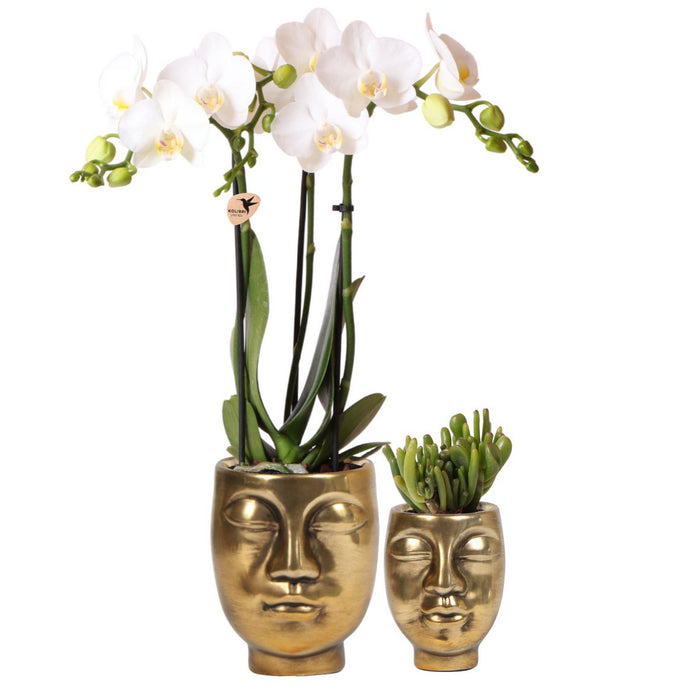 Planten set Face-2-face gold | Set met witte Phalaenopsis Orchidee Ø9cm en groene plant Succulent Ø6cm | incl. keramieken sierpotten