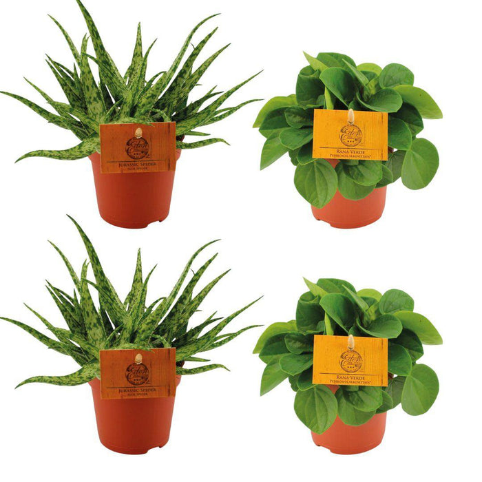 2x Aloe Spider + 2x Peperomia Rana Verde - 4 stuks - Ø10,5cm - 10cm