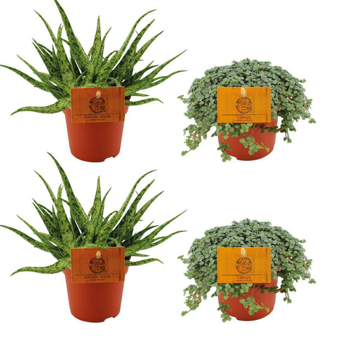 2x Aloe Spider + 2x Pilea Glauca - 4 stuks - Ø10,5cm - 10cm