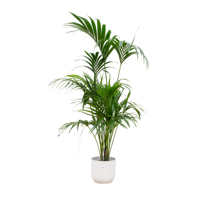 Combideal - Kentia palm inclusief elho Vibes Fold Round wit Ø30 - 180 cm