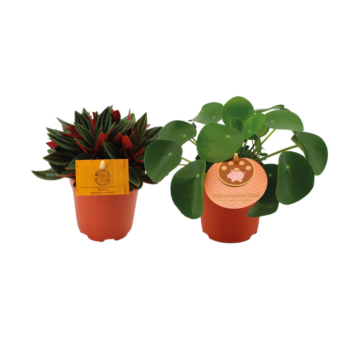 Peperomia Duo Rosso/Pilea Peperomioides - 2 stuks - Ø10,5cm - 15cm