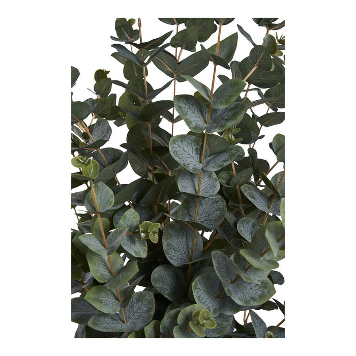 Eucalyptus