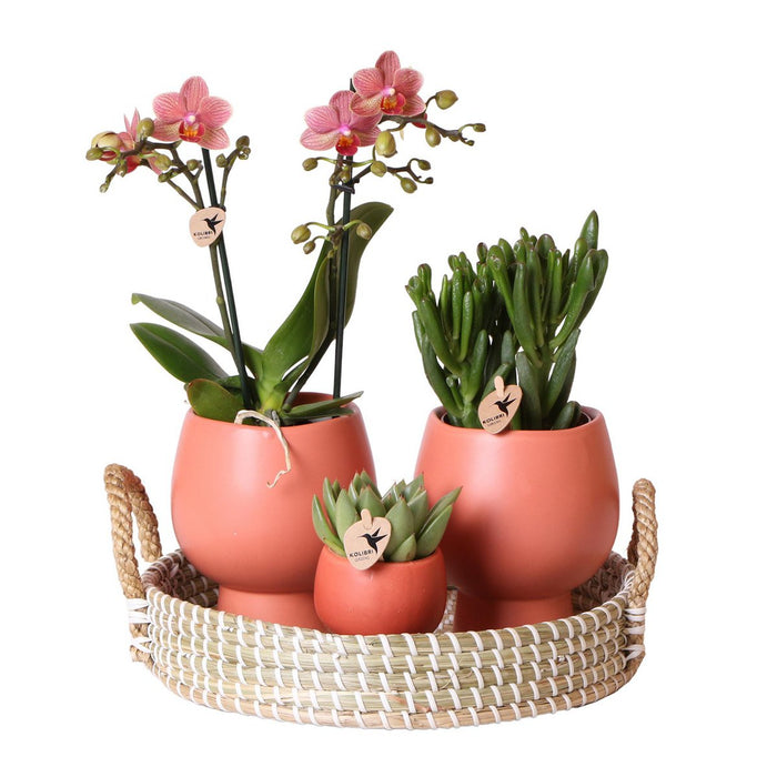 Kolibri Company | Gift set Scandic terracotta | Plantenset met oranje Phalaenopsis Orchidee en Succulenten incl. keramieken sierpotten