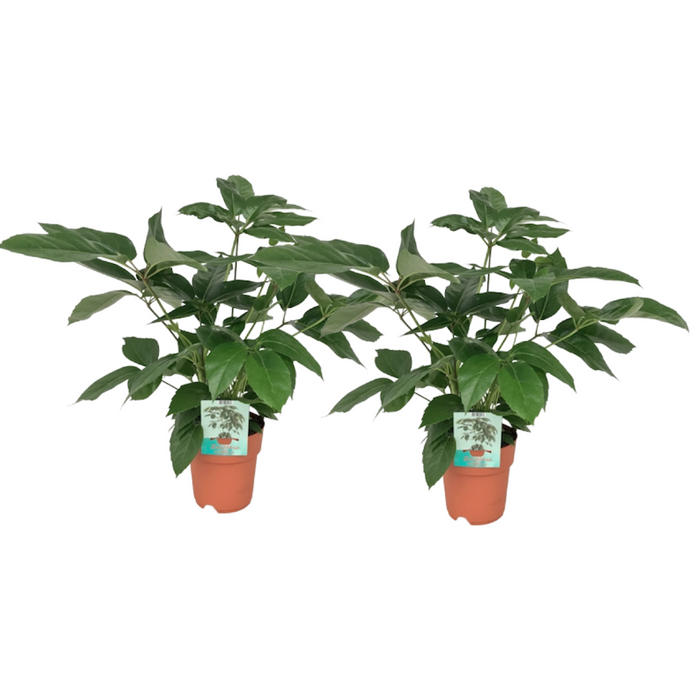 Schefflera Actinophylla - 2 stuks - Ø19cm - 75cm