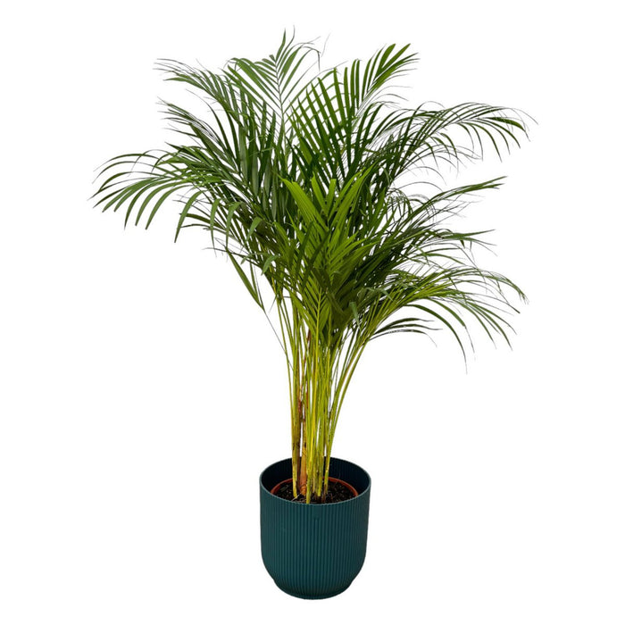 Areca palm - 130cm - Ø24cm inclusief elho Vibes Fold Round blauw D30xH27