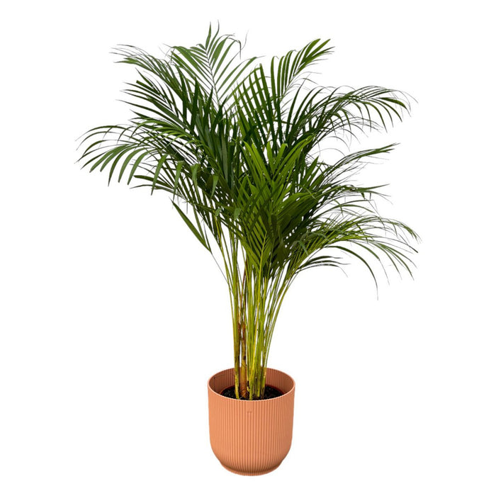 Areca palm - 130cm - Ø24cm inclusief elho Vibes Fold Rond roze D30xH27