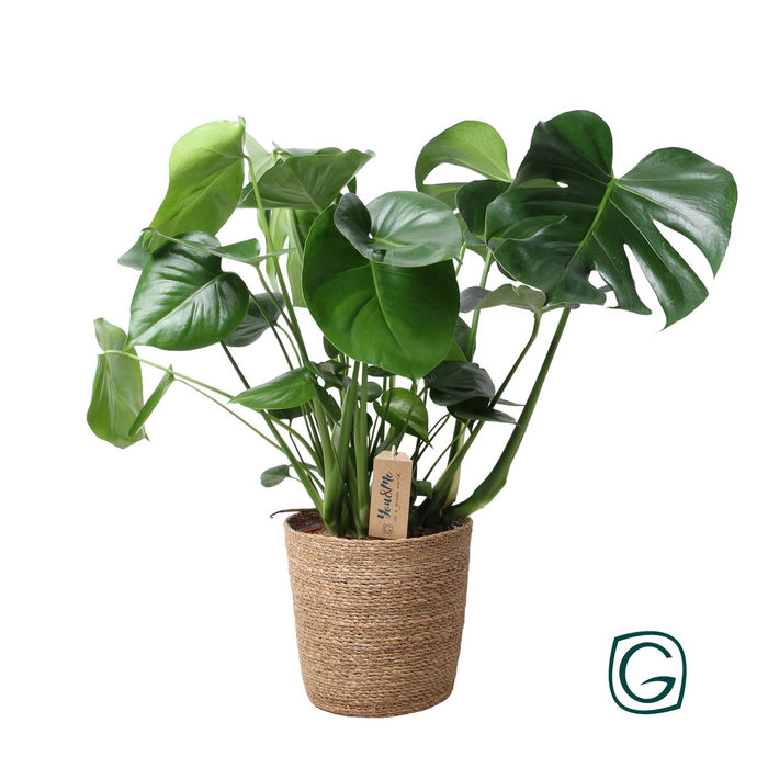 Monstera In Naturel Mand - Ø21cm - 60cm