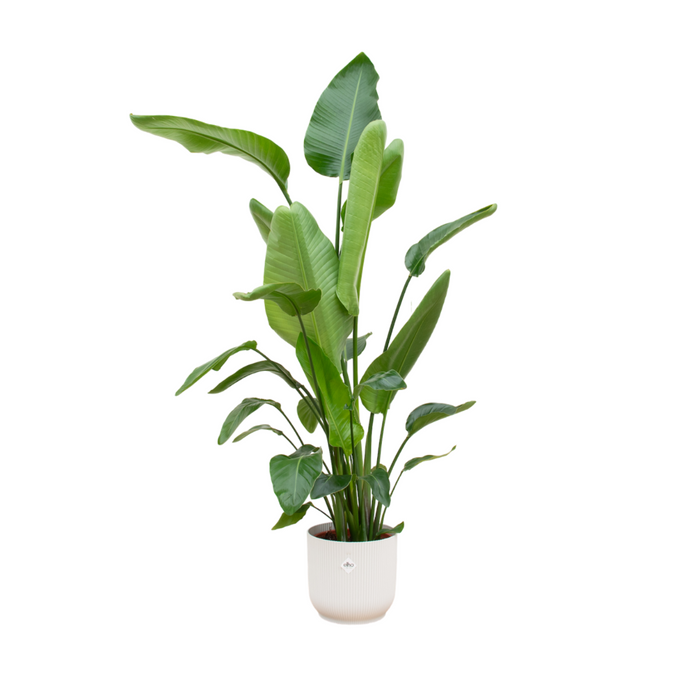 Combideal - Strelitzia Nicolai inclusief elho Vibes Fold Round wit Ø30 - 180 cm