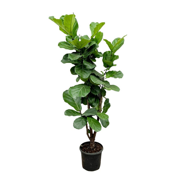 Ficus Lyrata vertakt - 180cm - 30