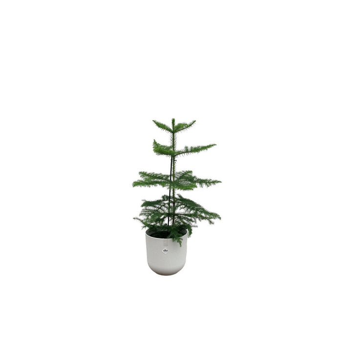 Combi deal - Araucaria (kamerden) inclusief elho Jazz Round Wit Ø19 - 60 cm