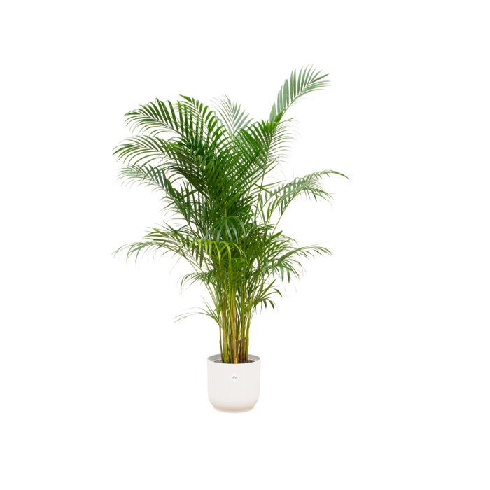 Combideal - Areca palm inclusief elho Vibes Fold Round wit Ø30 - 160 cm