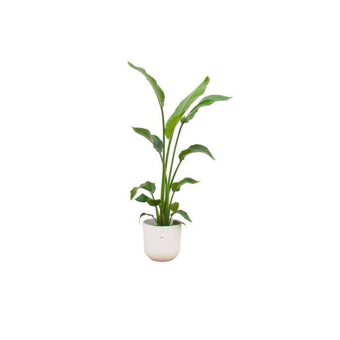 Combideal - Strelitzia Nicolai inclusief elho Jazz Round wit Ø23 - 130 cm