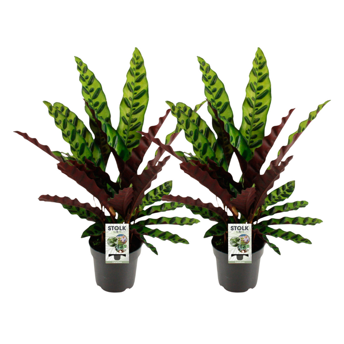 Calathea Lancifolia Insignis - 2 stuks - Ø14cm - 45cm